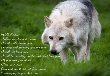 Wolf prayer - black, grey, white, prayer, wolf, grass, wild