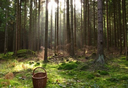 IN THE CLEARING - deserted, moss, forests, sunlight, baskets, trees, sparkles, grass