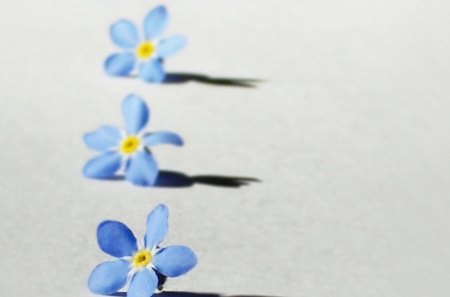 ♥ Forget Me Not ♥ - forget me not, flowers, nature, blue