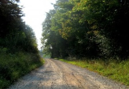 The Uncharted Journey - trees, green, grass, gravel, sky