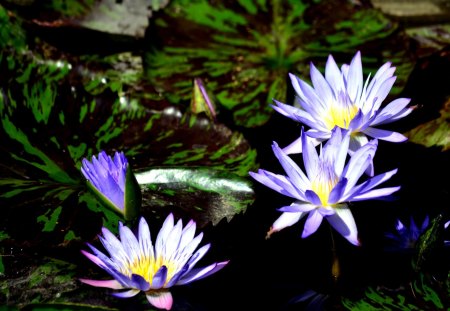 Beautiful Blue Lotus - blooms, leaves, pond, water