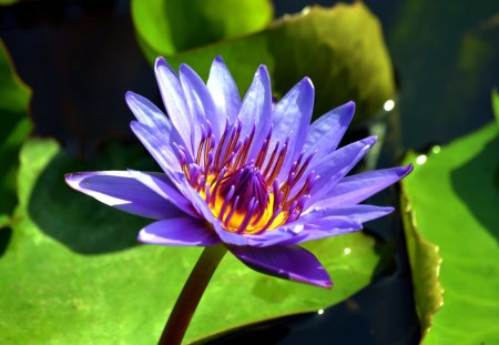 Beautiful Lotus - leaves, pond, water, sunlight