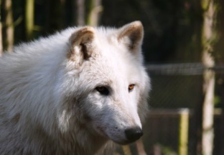 Arctic Wolf - white, predator, wilderness, forest