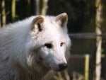 Arctic Wolf