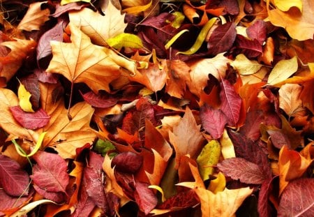 Autumn Carpet - colors, carpet, leaves, autumn