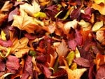 Autumn Carpet