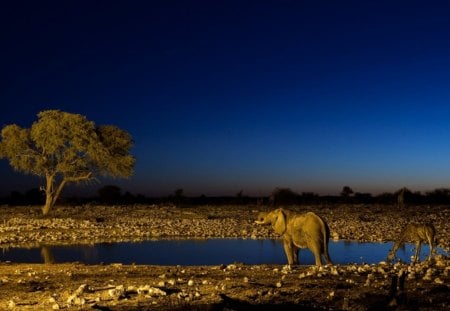 Drinking Water - water, pond, drinking, dark