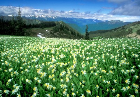 Flower Field - mountain, scenery, white flower, field, flower