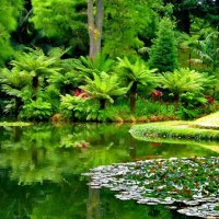 Green reflections in pond