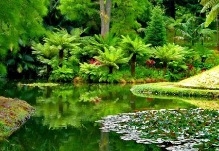 Green reflections in pond - nice, lakeshore, trees, riverbank, greenery, water, pretty, reflection, river, green, grass, garden, pond, relax, lake, park, palms, summer, shore, place, lovely, nature, forest, jungle, beautiful, rest