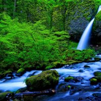 Forest waterfall