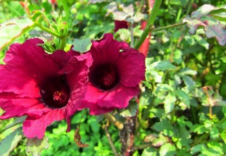 Red flowers - leaves, flowers, red, sunny day