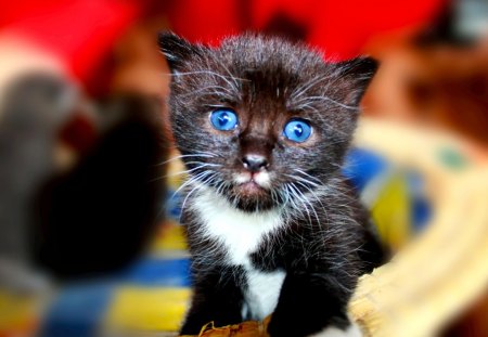 PLESEE,ADOPT ME! - eyes, blue, kitty, pity