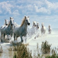 wild horses on the beach