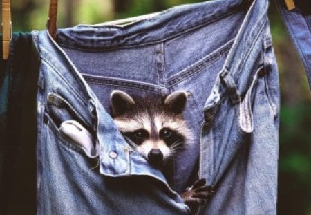 raccoon in your pants - raccoon, rodants, pants, cheeky