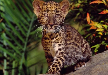 baby leopard - cute, nice, leopard, baby