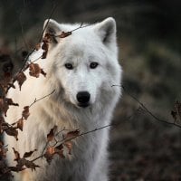 polar wolf