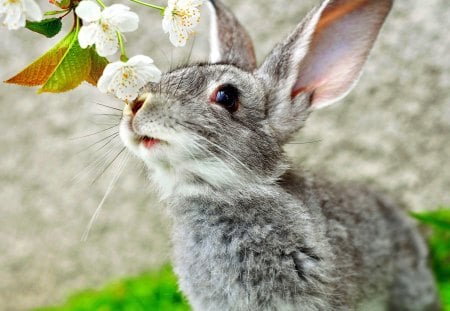 CUTE RABBIT - whiskers, ears, rabbit, twig, muzzle, gray