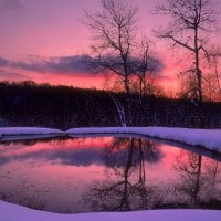 Stunning Winter Forest Twilight