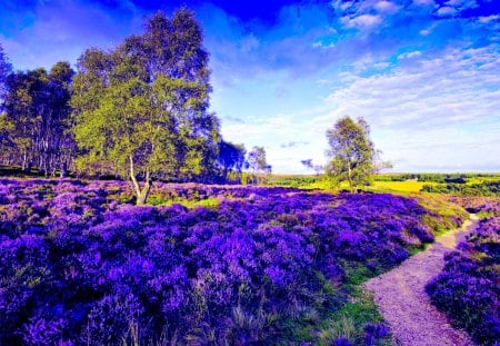 BLOSSOM FIELD - path, trees, summer, spring, field