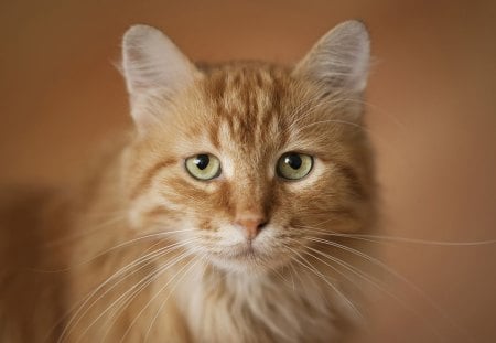 Cat's portrait - cat, animal, feline, pet, cute, kitten