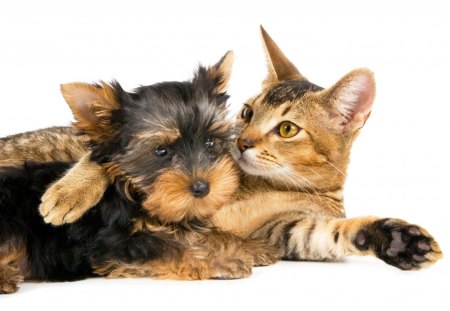 Terrier and cat - love, cat, puppy, feline, pet, kitten, dog, animal, cute, terrier, friend