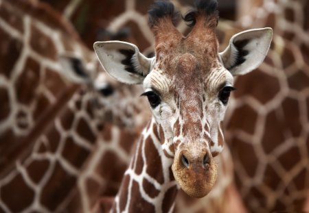 *** Giraffe *** - white, brown, animals, giraffes, color