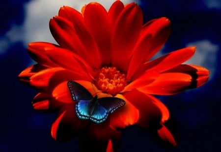 BRIGHT AND BEAUTIFUL FOR MONARCH... - insects, butterflies, copper, daisies, orange, gerbera, ginger, blue