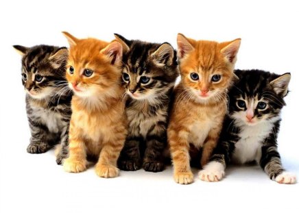 on your mark get set ready and go - kitties, five, adorable, cute