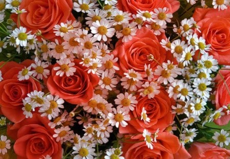 daisies and roses - daisies, roses, and