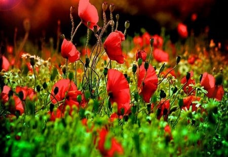 red poppies and the setting sun