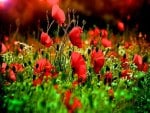 red poppies and the setting sun