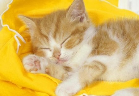 tiny sleepy kitten - tiny, kitten, sleepy