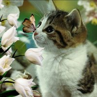 brave little kitten and butterfly