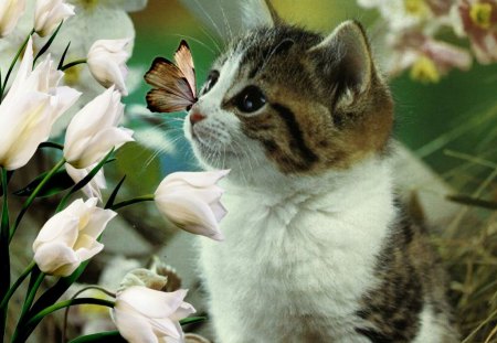 brave little kitten and butterfly - butterfly, and, brave, little, kitten