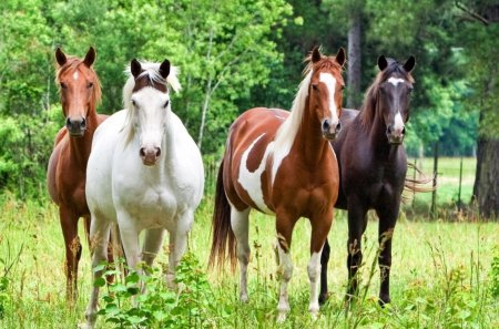 Say, Cheese! - mouth, legs, ears, brown, bushes, eyes, landscape, grass, tails, trees, four, daylight, fur, white, manes, nature, horses, brush, day, animals