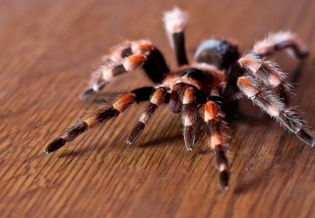 Tarantula - spider, furry, tarantula, legs, eight, reptiles, body, animals