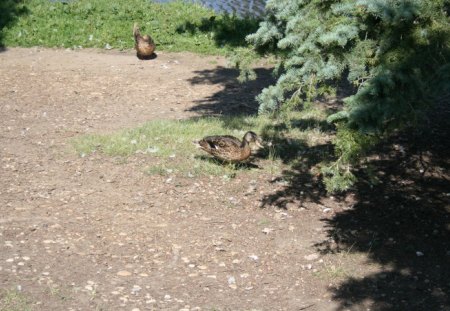 Ducks at Edmonton park - green, photography, ducks, tree, park