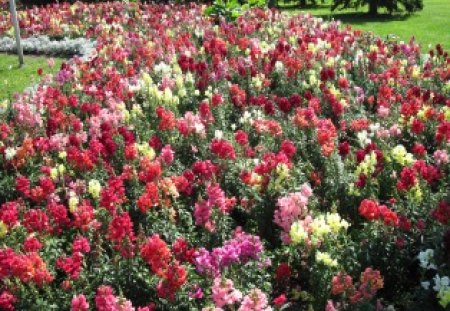 snapdragons Flowers on a picnic day at the park 17 - flowers, yellow, red, Photography, pink, snapdragons