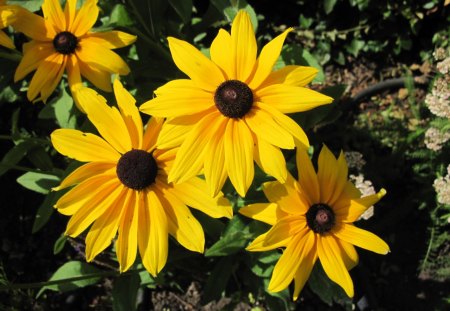 Yellow flowers at the park - brown, yellow, green, daisy, flowers