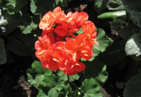 Flowers on a picnic day at the park 20 - flowers, red, green, brown, Photography