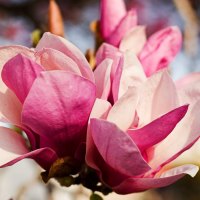 Gorgeous Magnolias