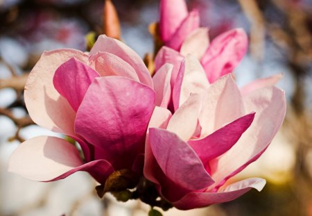 Gorgeous Magnolias - flowers, blossoms, nature, magnolias