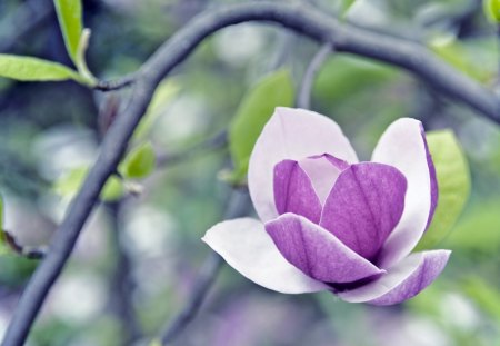 The Lovely Magnolia - pretty, magnolia, flower, purple