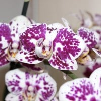 The Exotic Orchids