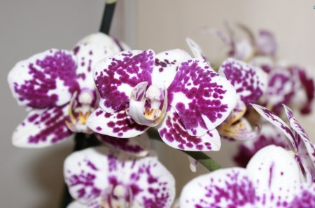 The Exotic Orchids - orchids, flowers, beautiful, exotic