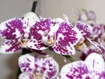 The Exotic Orchids