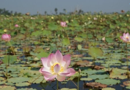 Lotus Flowers - pretty, water, nature, lotus flowers