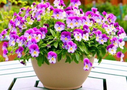 Pansy perfect for Roxane - white, fuschia, table, flowers, basket, pansies