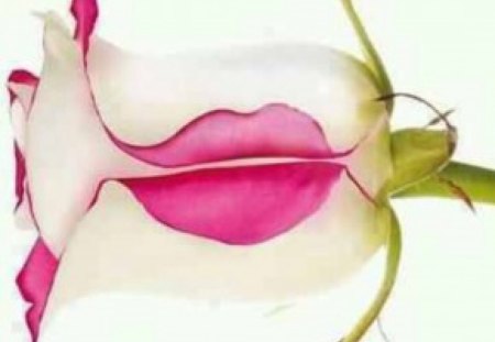 kissing rose - rose, lips, kiss, pink